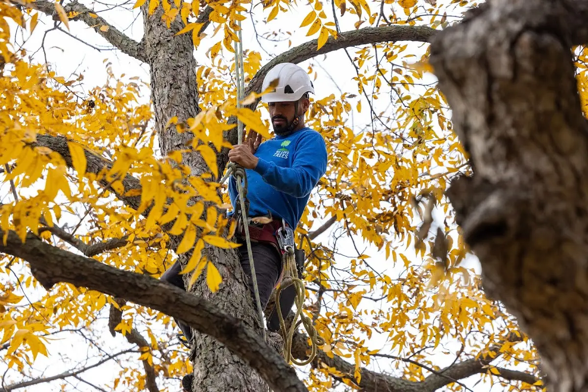 Skilled Storm Damage Cleanup crew working in Reynolds